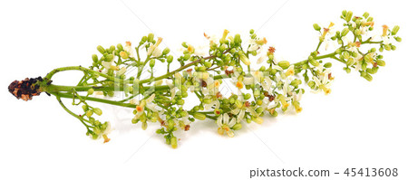 Neem flowers isolated on white background. 45413608