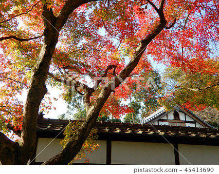 Autumn leaves of Saikyoji approach 45413690