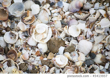 Seashells wallpaper. Seashells on the shore Seashells wallpaper. Seashells on the shore 45413937
