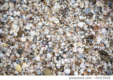 Seashells wallpaper. Seashells on the shore Seashells wallpaper. Seashells on the shore 45413938