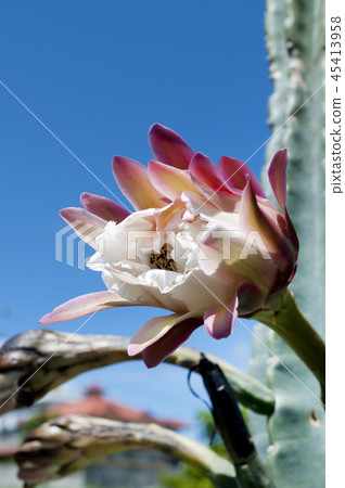 Pillar cactus flower 45413958