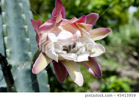 Pillar cactus flower Pillar cactus flower 45413959