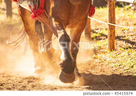 Running horses 45415874