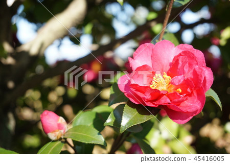 茶花 茶花 45416005