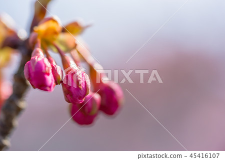 [神奈川縣]河津櫻 45416107