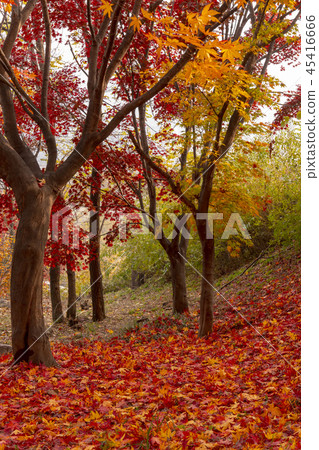 Maple leaves, Seoul Maple leaves, Seoul 45416666