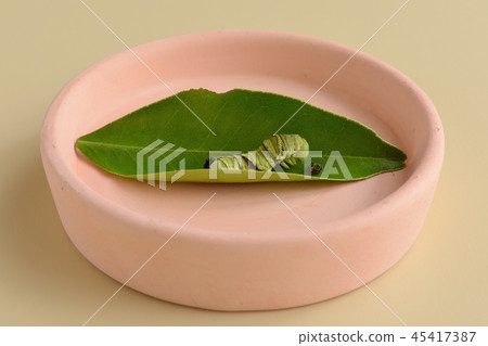 Last-instar larvae of Namihaha immediately after molting 45417387