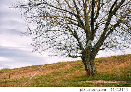 one autumn tree without leaves is on the hill one autumn tree without leaves is on the hill 45418144