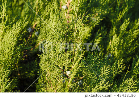 Green leaves of ornamental bushes in bright sun. 45418186