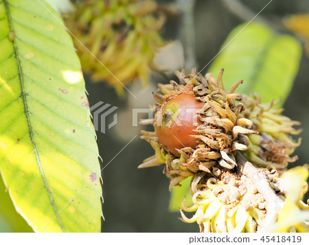 橡子被昆蟲吃掉了 45418419