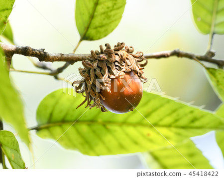 Acorn being eaten by insects 45418422