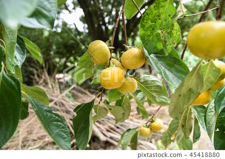 Taiwan autumn persimmon tree and delicious persimmon fruit Taiwan autumn persimmon tree and delicious persimmon fruit 45418880