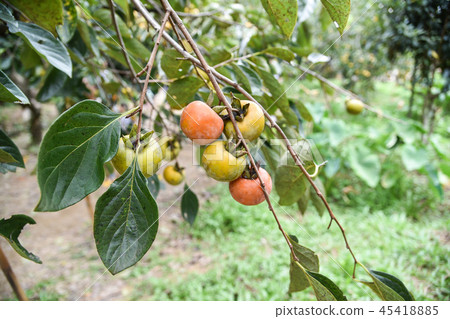 Taiwan autumn persimmon tree and delicious persimmon fruit Taiwan autumn persimmon tree and delicious persimmon fruit 45418885