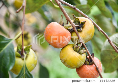 Taiwan autumn persimmon tree and delicious persimmon fruit Taiwan autumn persimmon tree and delicious persimmon fruit 45418886