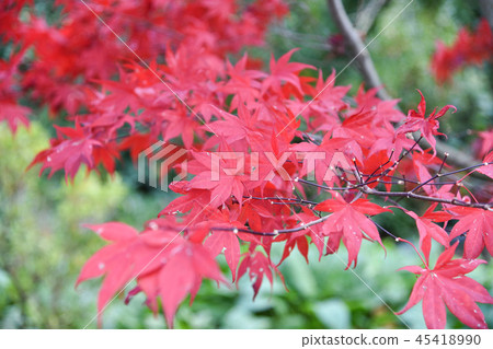 台灣福壽山紅色楓葉季 45418990