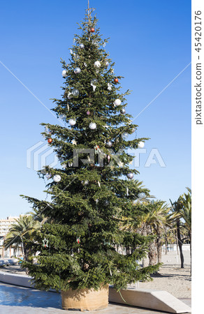 Festive Christmas tree in the city centre in sunny day Festive Christmas tree in the city centre in sunny day 45420176