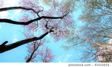 Sakura and Shirakaba 45420858