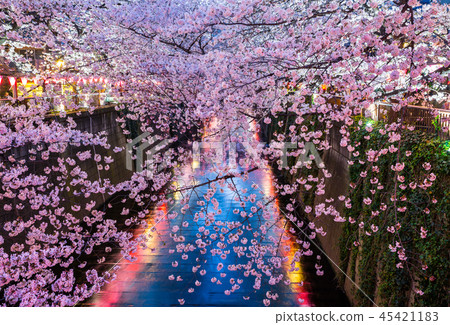 Night cherry blossoms light up of Meguro River (Meguro-ku, Tokyo) March 2018 Night cherry blossoms light up of Meguro River (Meguro-ku, Tokyo) March 2018 45421183