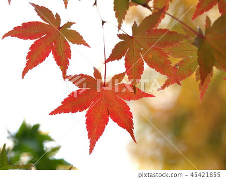 Autumn leaves 45421855
