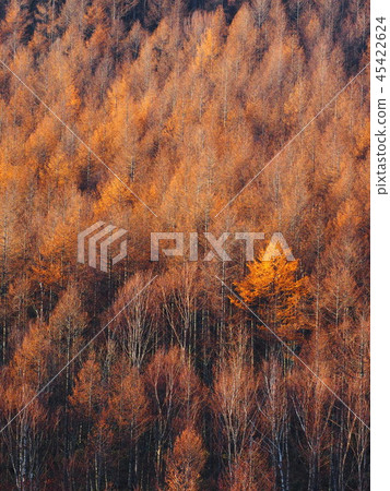 Fall of Yatsugatake 45422624