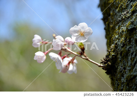 Cherry Blossom Cherry Blossom 45423226