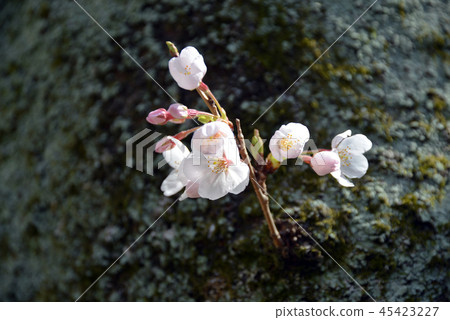 Cherry Blossom	 45423227