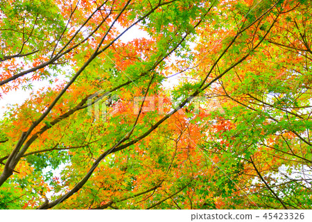 Autumn leaves of Miyagaseko (early autumn) Autumn leaves of Miyagaseko (early autumn) 45423326