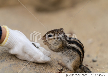 Contact 8 with Chipmunk 45423527