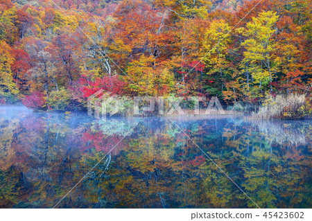 Aoi Koi Pond that smokes in the morning mist Aoi Koi Pond that smokes in the morning mist 45423602