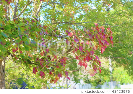 Toukaede秋葉 45423976