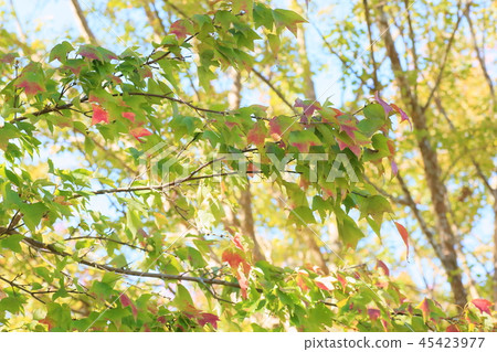 Toukaede autumn leaves 45423977