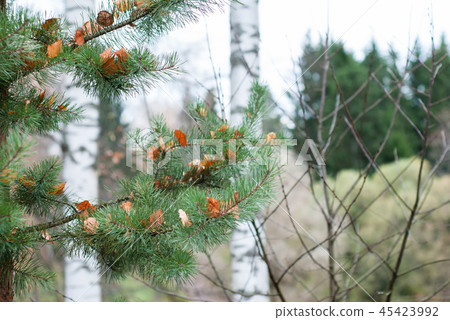 The pine branch with fallen yellow leaves 45423992