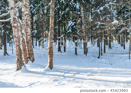 Winter landscape in forest with pines after snow Winter landscape in forest with pines after snow 45423993