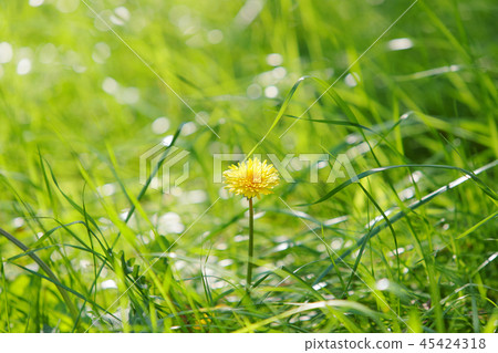  蒲公英 45424318