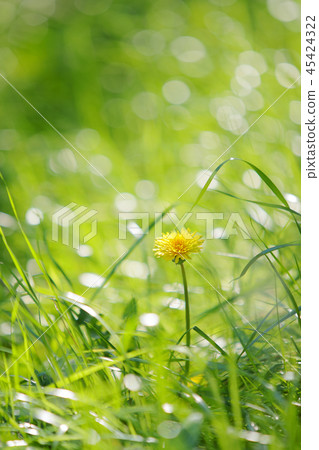  Dandelion 45424322