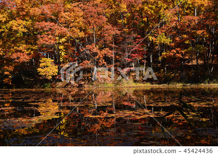 我去了Yanohara濕地＃34 45424436