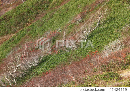 通往東北Iide山脈Iideyo山頂的道路 45424559