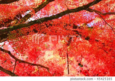 Autumn leaves Autumn leaves 45425165
