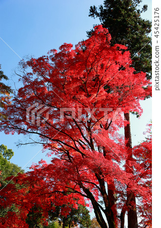 秋天的樹葉 45425176