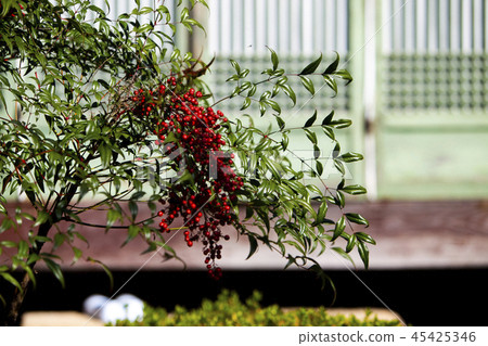 Hanok with red berries Hanok with red berries 45425346