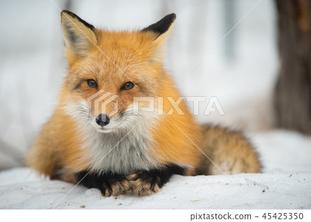 Red Fox, (Vulpes vulpes), lays calmly in snow. Red Fox, (Vulpes vulpes), lays calmly in snow. 45425350