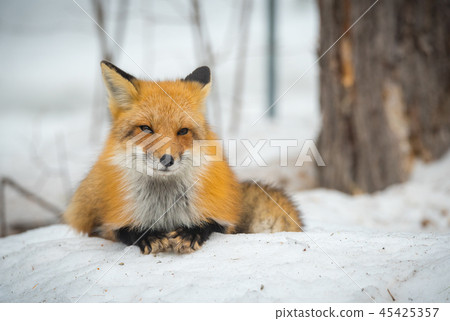 Red Fox, (Vulpes vulpes), lays calmly in snow. Red Fox, (Vulpes vulpes), lays calmly in snow. 45425357