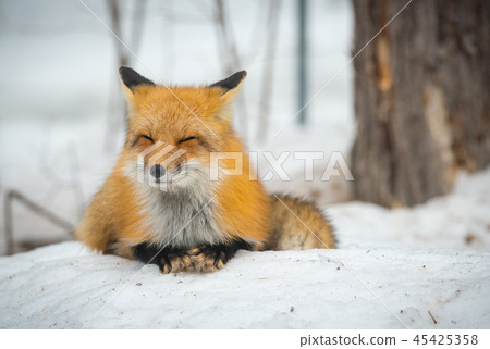 Red Fox, (Vulpes vulpes), lays calmly in snow. 45425358