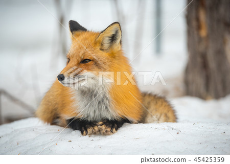 Red Fox, (Vulpes vulpes), lays calmly in snow. 45425359