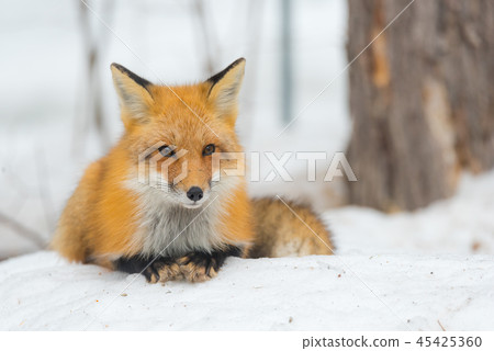 Red Fox, (Vulpes vulpes), lays calmly in snow. Red Fox, (Vulpes vulpes), lays calmly in snow. 45425360