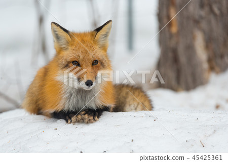 Red Fox, (Vulpes vulpes), lays calmly in snow. Red Fox, (Vulpes vulpes), lays calmly in snow. 45425361