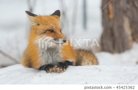 Red Fox, (Vulpes vulpes), lays calmly in snow. Red Fox, (Vulpes vulpes), lays calmly in snow. 45425362