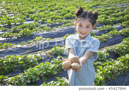 Cute little boy and girl harvesting together. Gardening, planting concept photo 246 Cute little boy and girl harvesting together. Gardening, planting concept photo 246 45427994