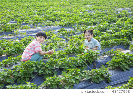Cute little boy and girl harvesting together. Gardening, planting concept photo 286 Cute little boy and girl harvesting together. Gardening, planting concept photo 286 45427998