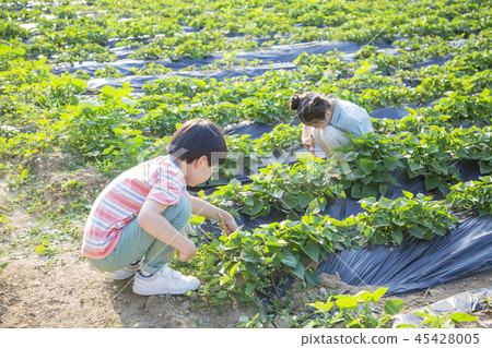 Cute little boy and girl harvesting together. Gardening, planting concept photo 279 Cute little boy and girl harvesting together. Gardening, planting concept photo 279 45428005